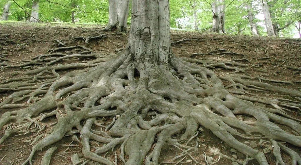 a tree with lots of roots showing